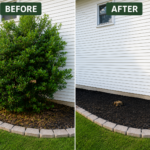 Before and After Bush Removal