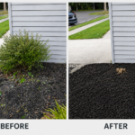 Before and After Bush Removal